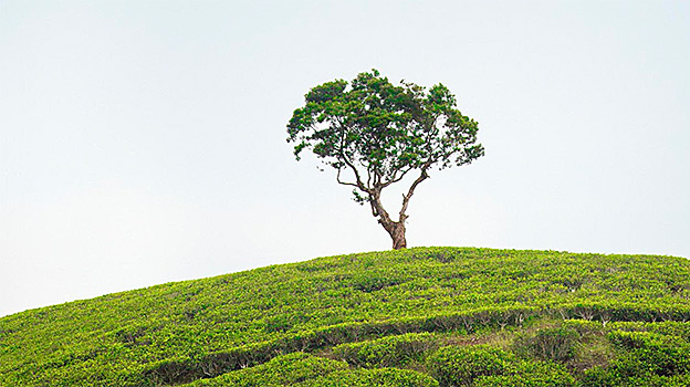 Image of tree