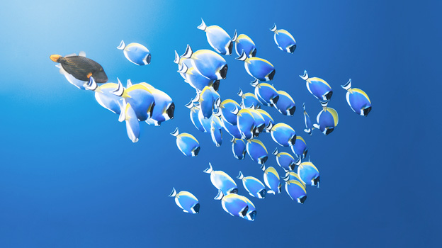 Fish swimming in the water